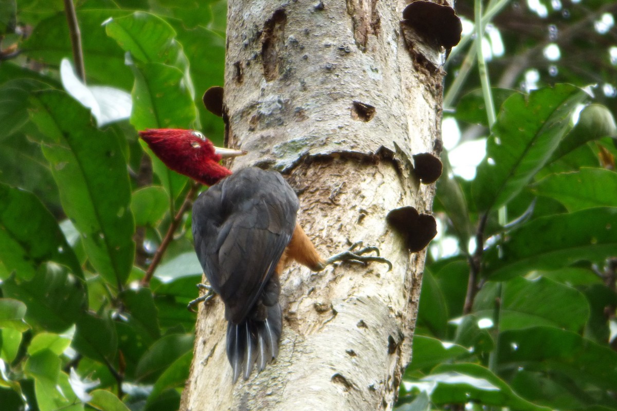 Red-necked Woodpecker - Juan Manuel Pérez de Ana