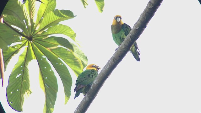 Saffron-headed Parrot - ML316668511