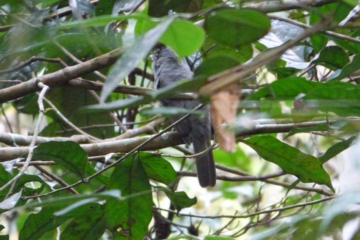 Screaming Piha - ML316668521