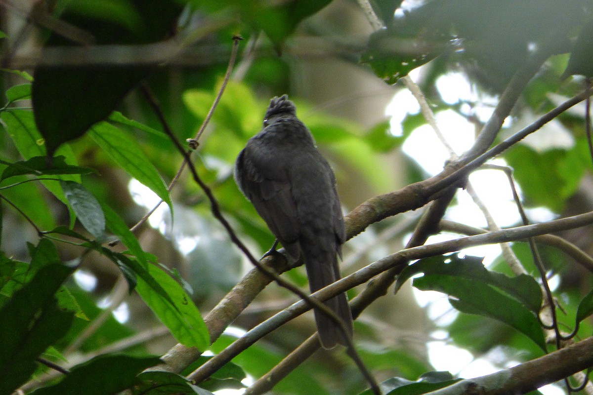 Screaming Piha - ML316668611