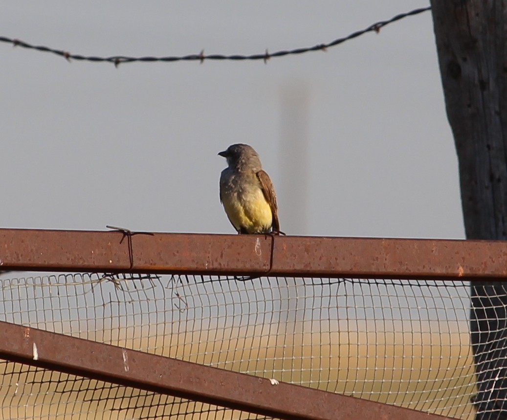 Western Kingbird - ML31666881