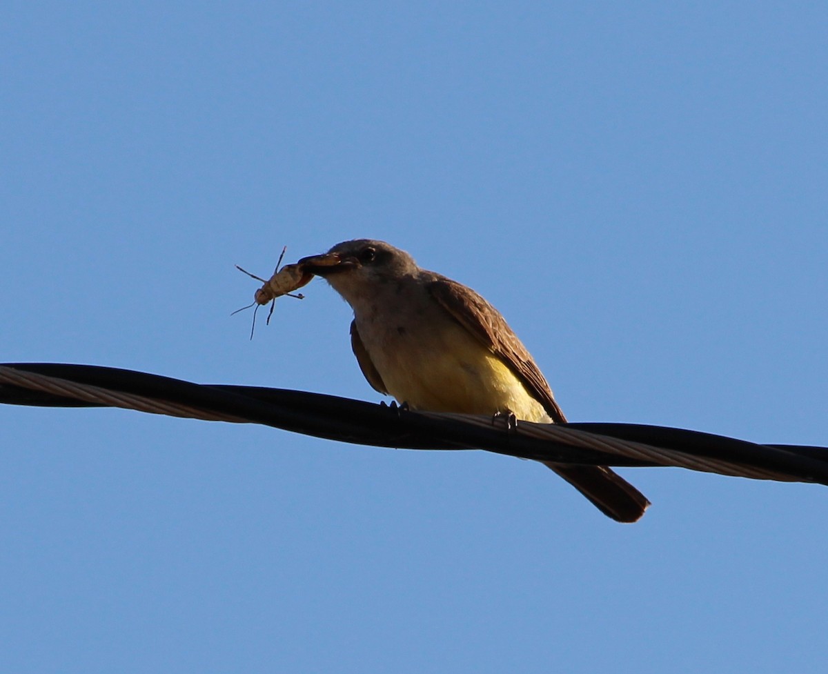 Western Kingbird - ML31666891