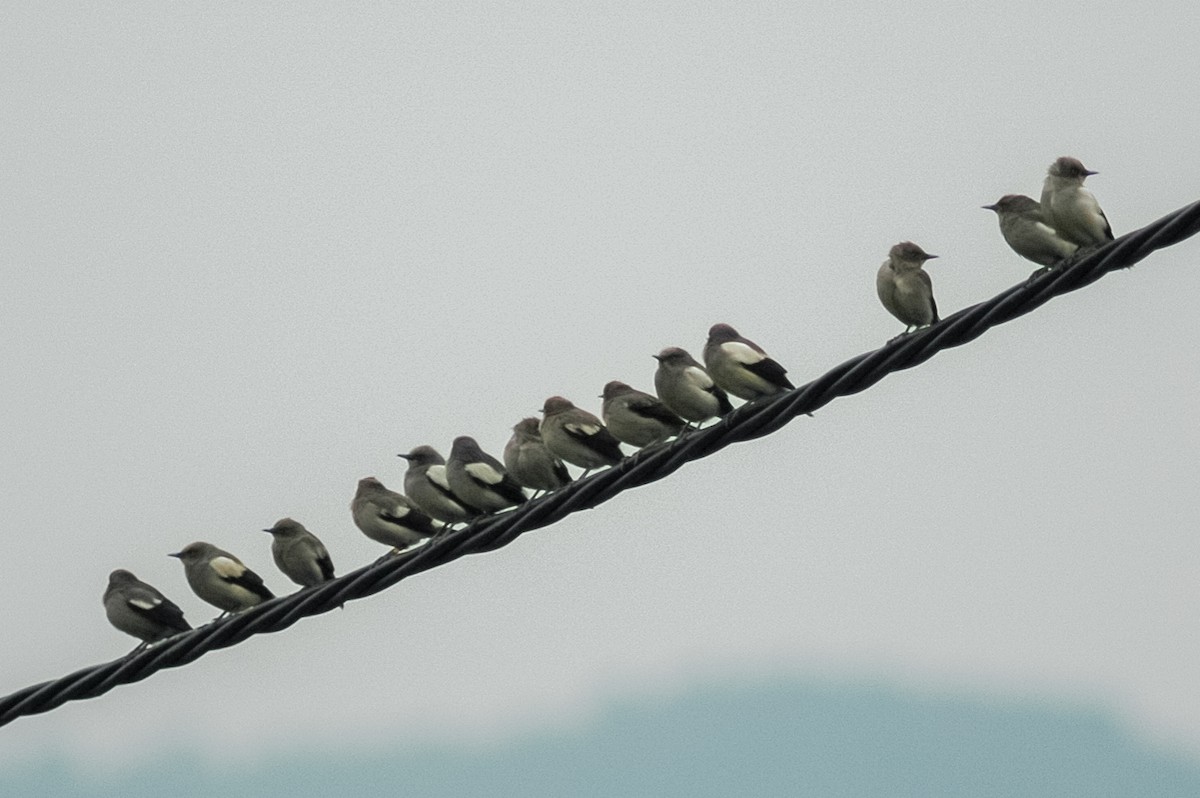 White-shouldered Starling - Peter Kennerley