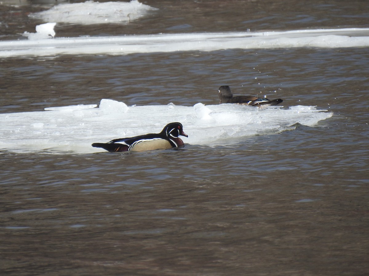 Wood Duck - ML316669541