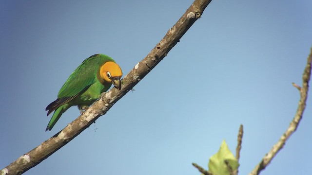 Saffron-headed Parrot - ML316669581