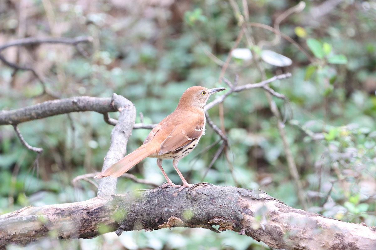 Brown Thrasher - ML316671621