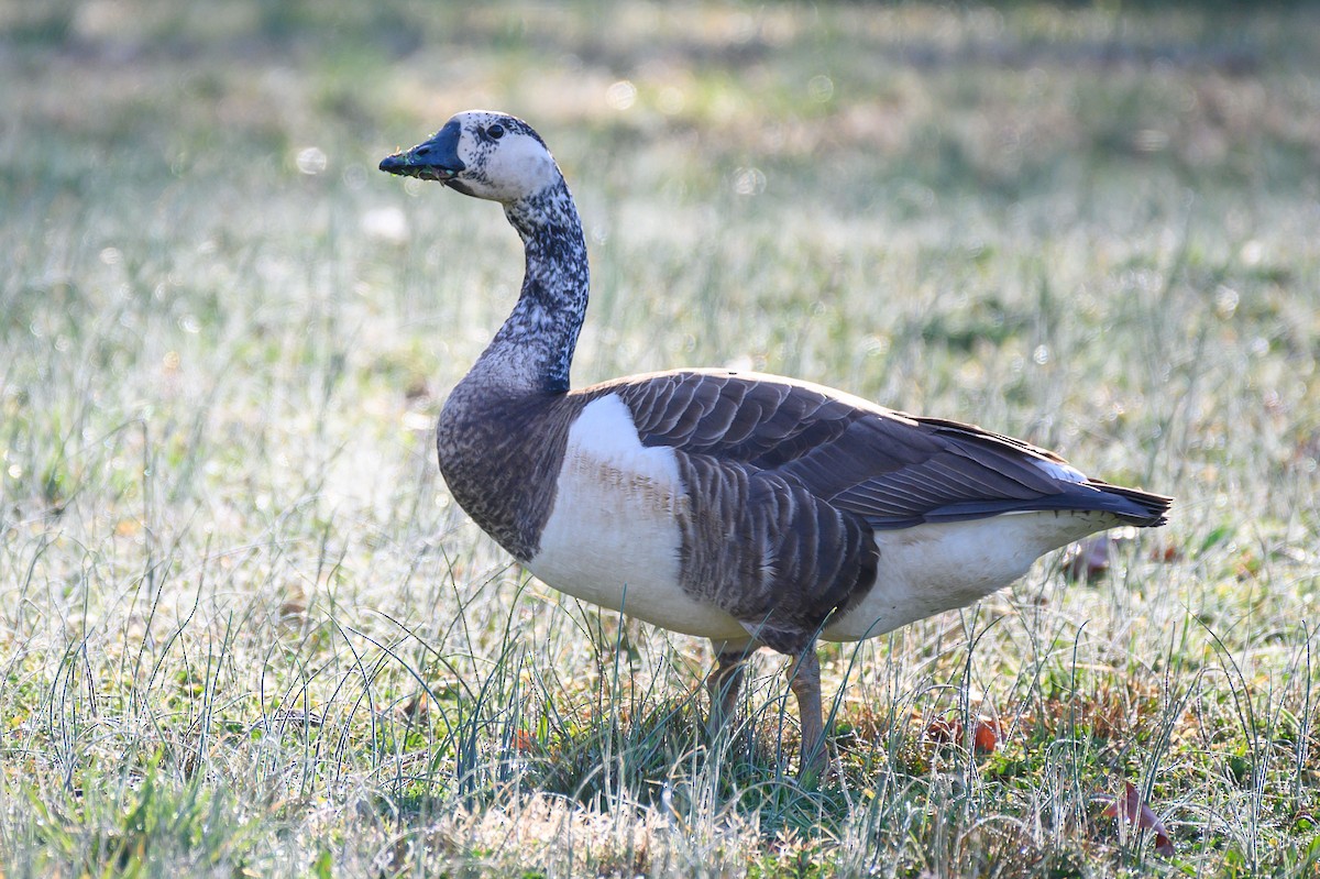 Swan Goose x Canada Goose (hybrid) - Johnathon Barnett