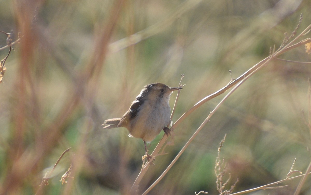 Bewick's Wren - ML316673261