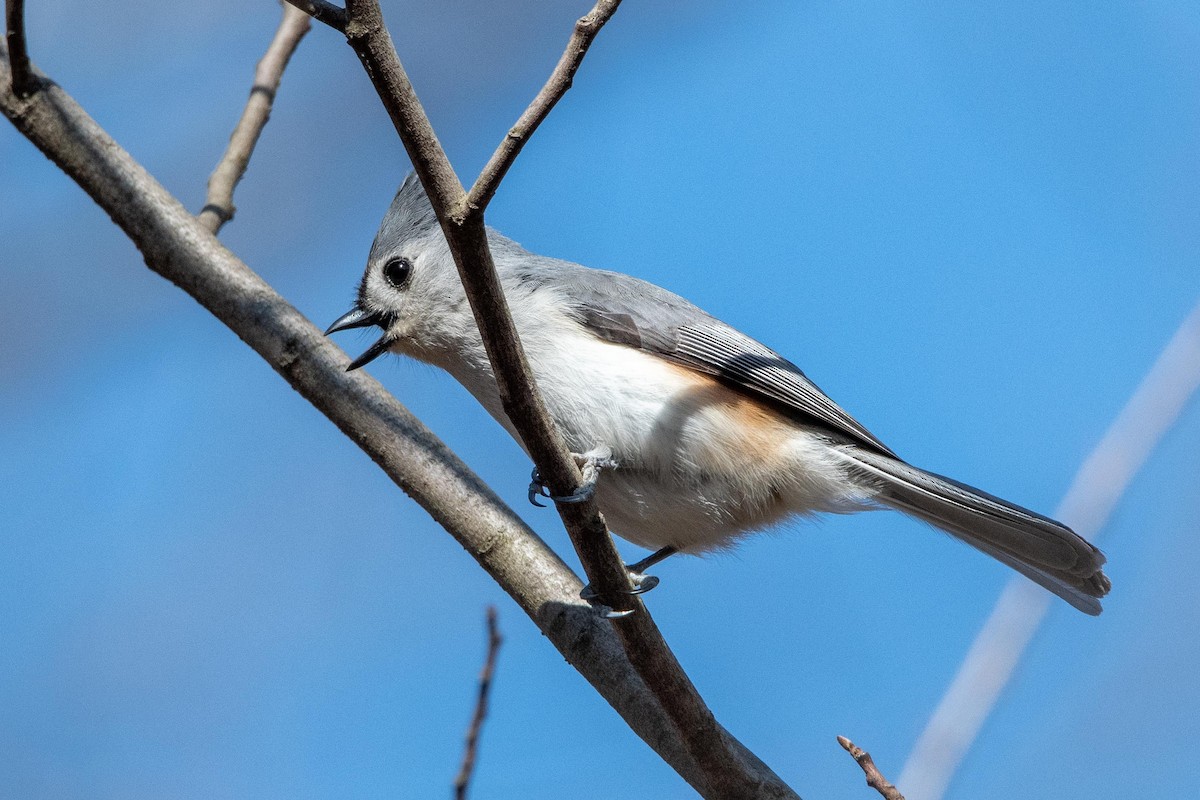 Tufted Titmouse - ML316674251