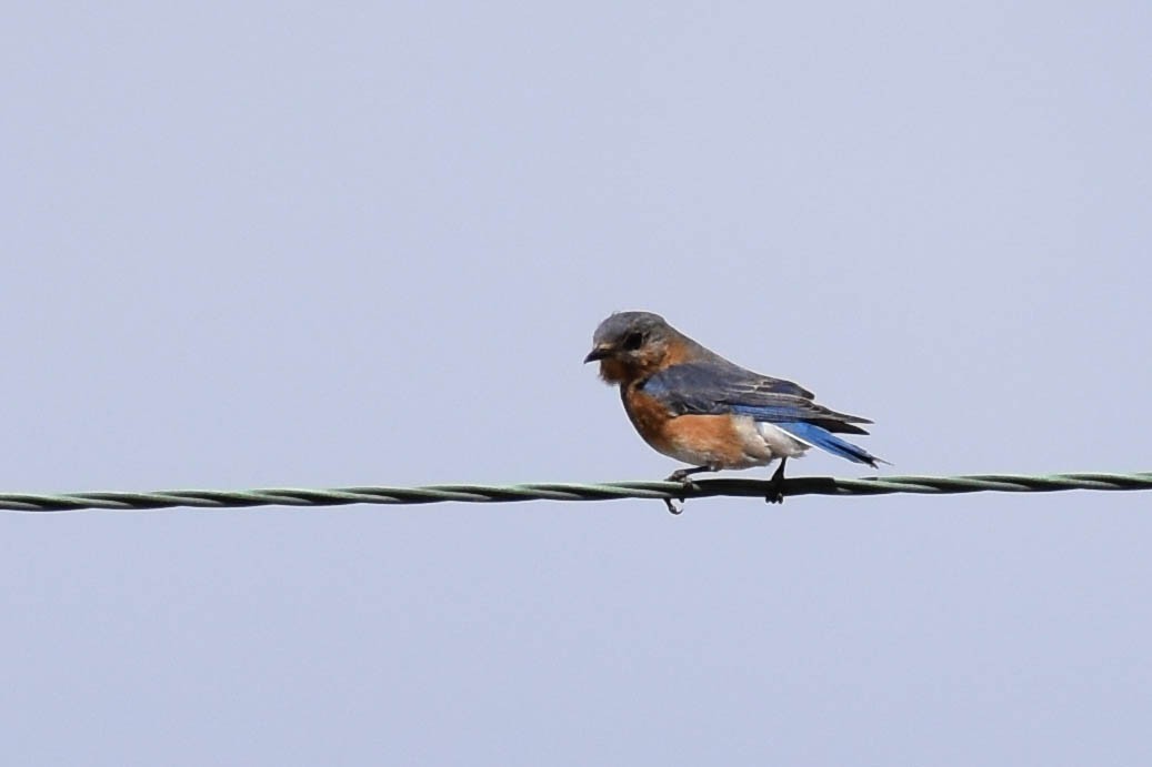 Eastern Bluebird - ML316674461