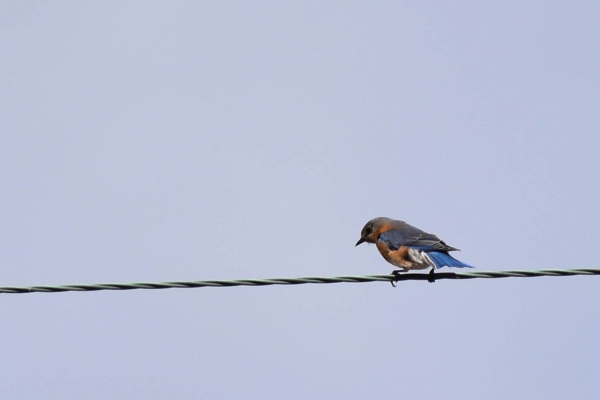 Eastern Bluebird - Andrea Heine