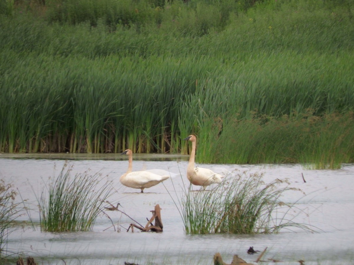 Trumpeter Swan - ML31667501