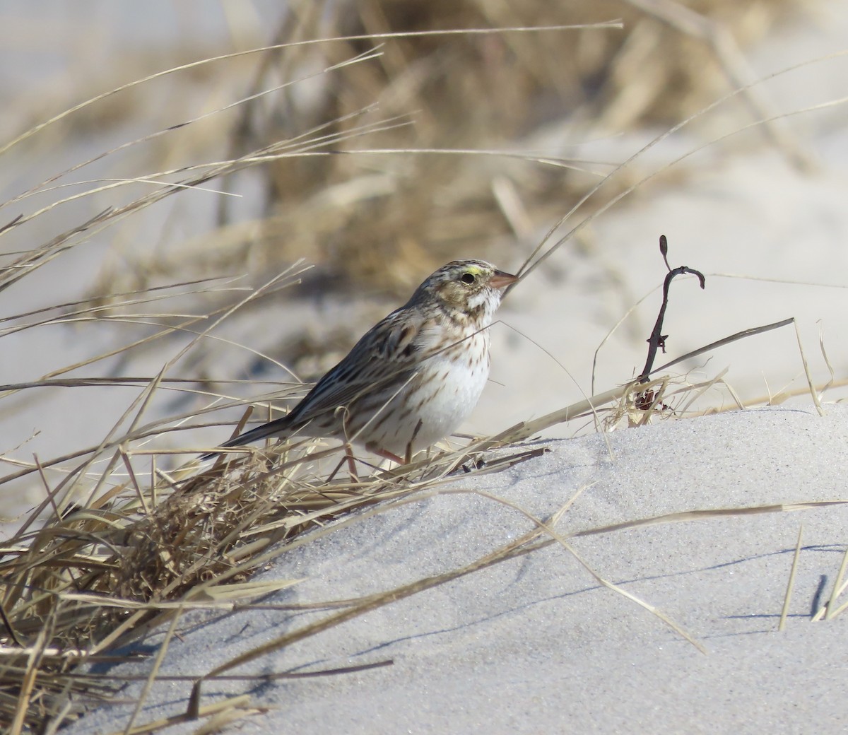 Savannah Sparrow (Ipswich) - ML316675401