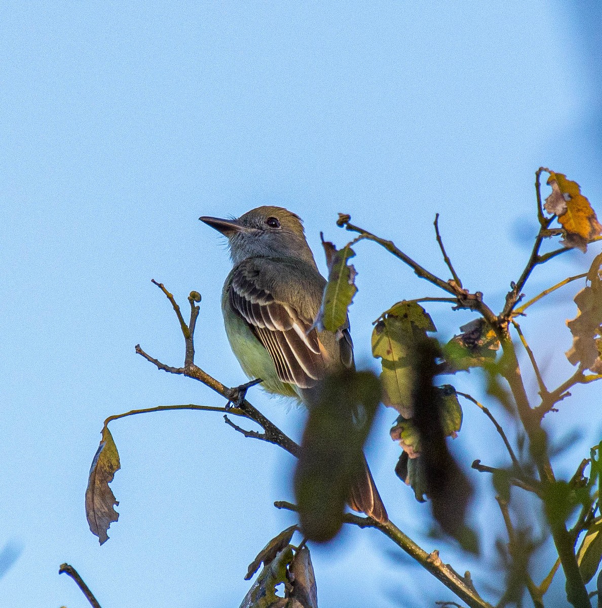 Great Crested Flycatcher - ML316675871