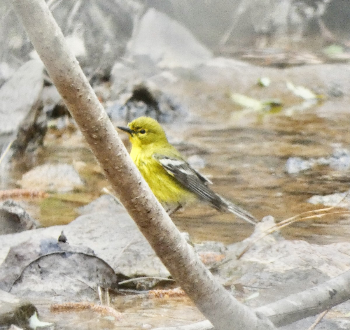 Pine Warbler - ML316676281