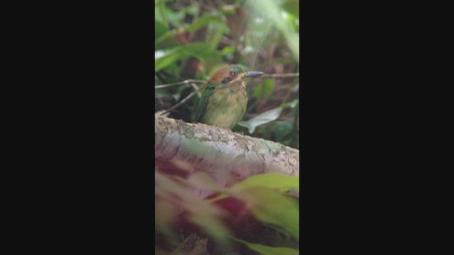 Tody Motmot - ML316676641