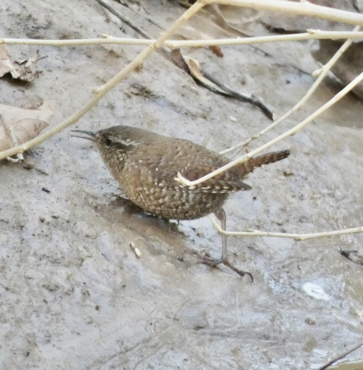 Winter Wren - ML316676821