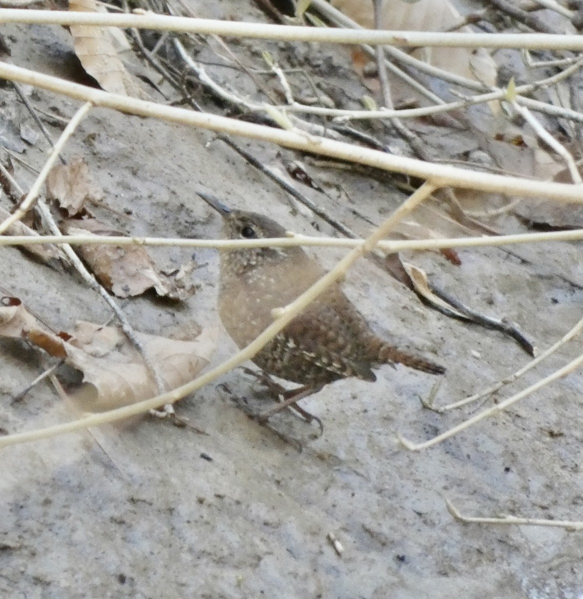 Winter Wren - ML316676891