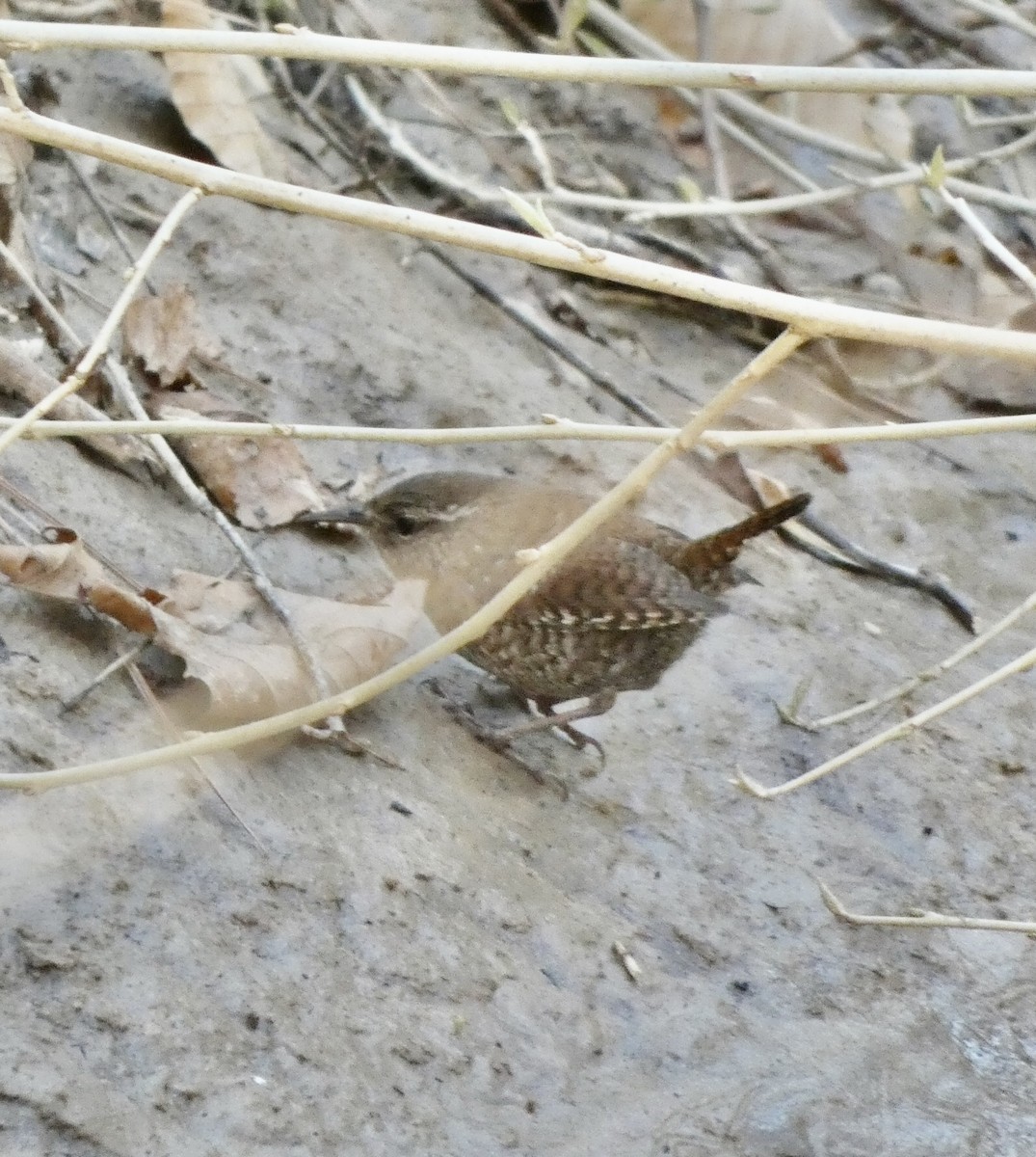 Winter Wren - ML316676991
