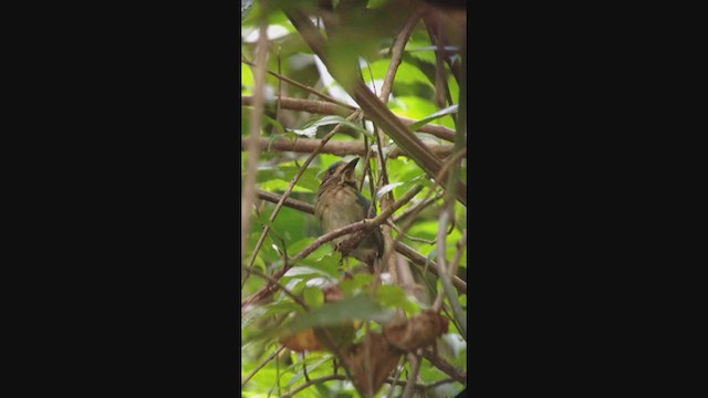 Tody Motmot - ML316677311