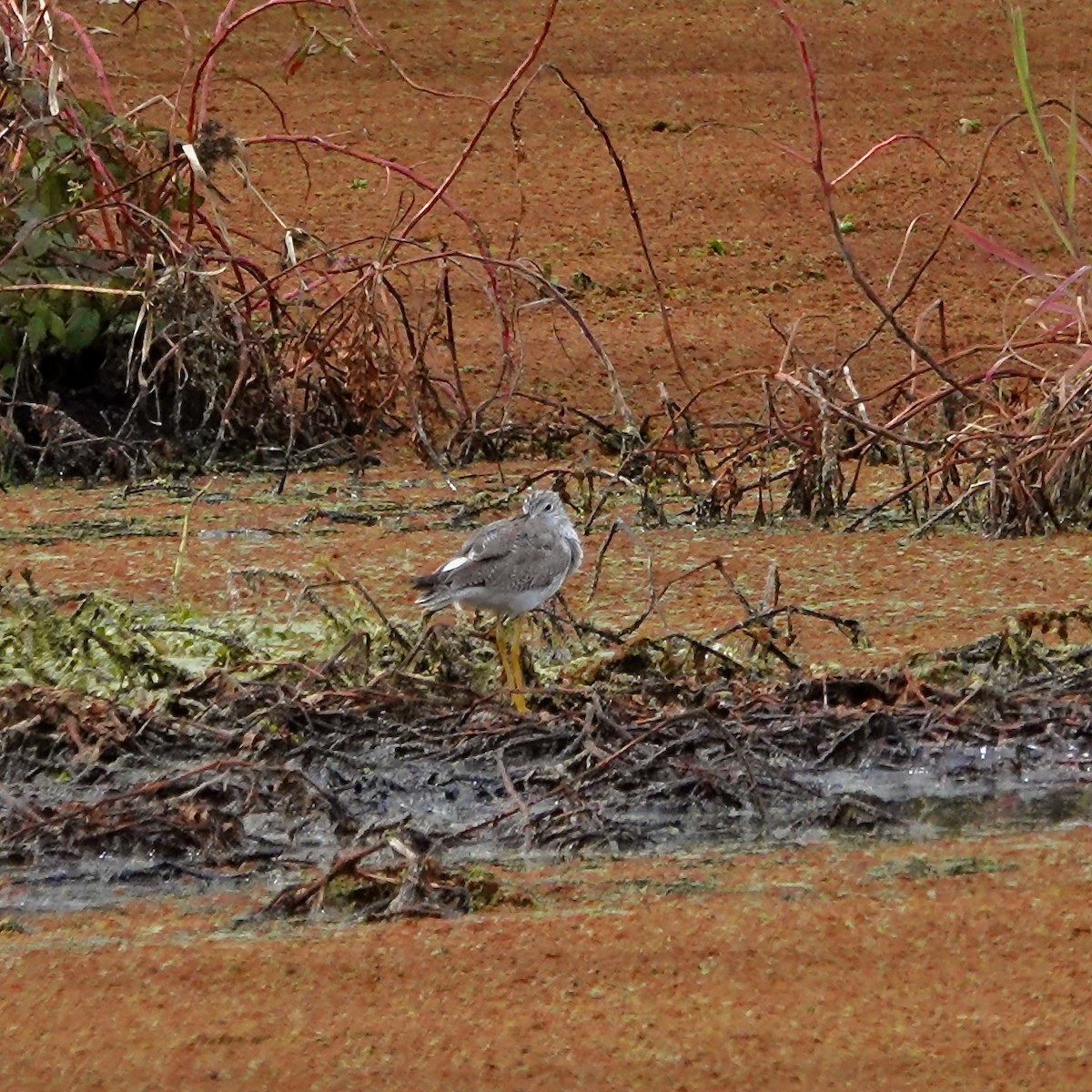 Greater Yellowlegs - ML316677741