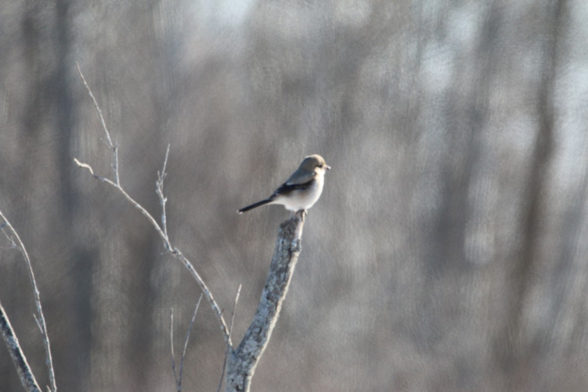 Northern Shrike - ML316680461