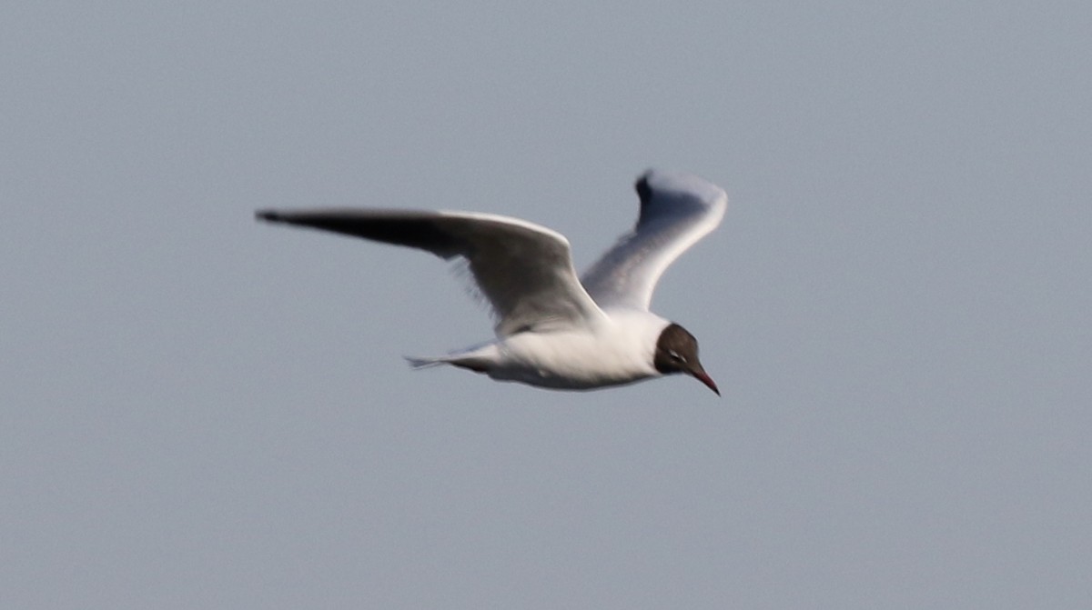 Black-headed Gull - ML316680751