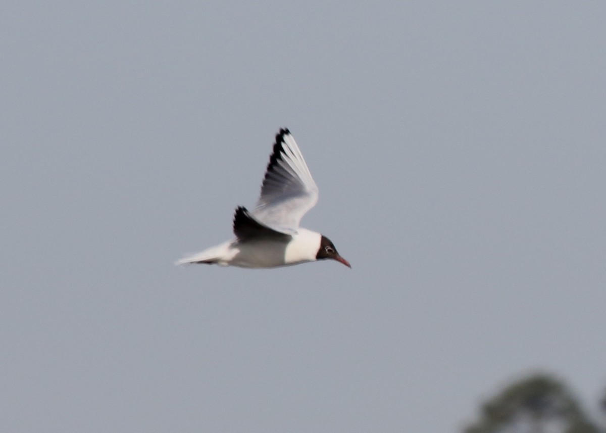 Black-headed Gull - Jeffrey Blalock