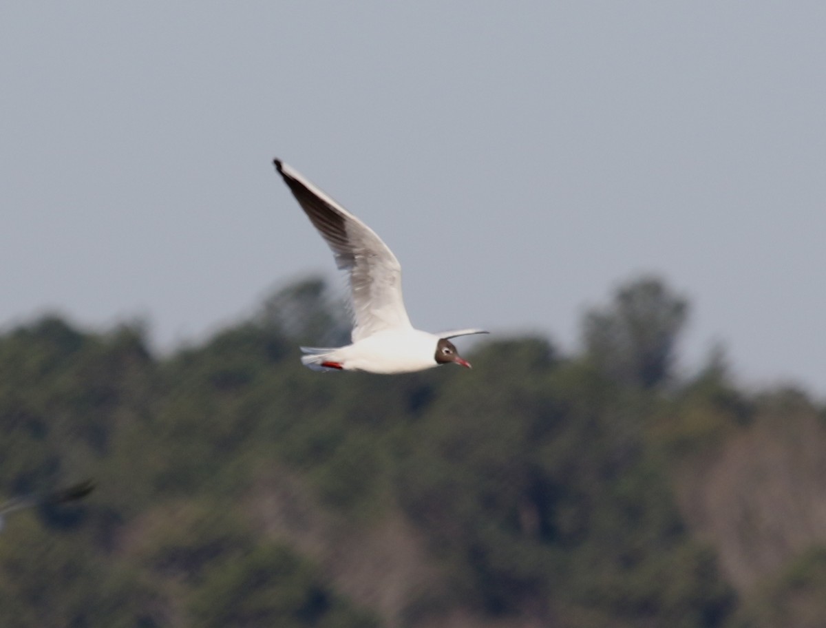 Black-headed Gull - ML316680791