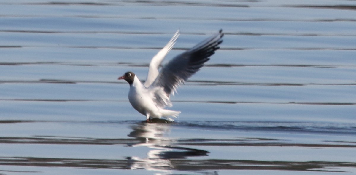 Black-headed Gull - ML316680811