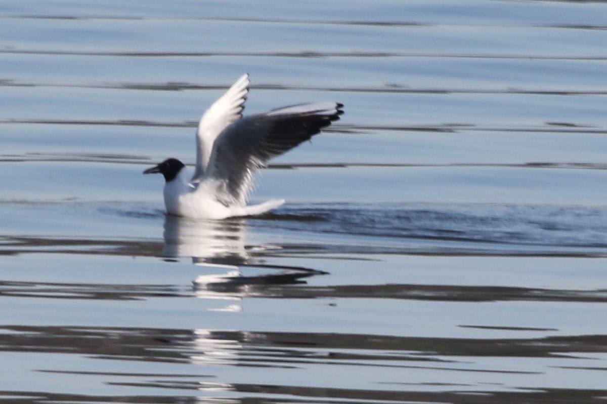 Black-headed Gull - ML316680821