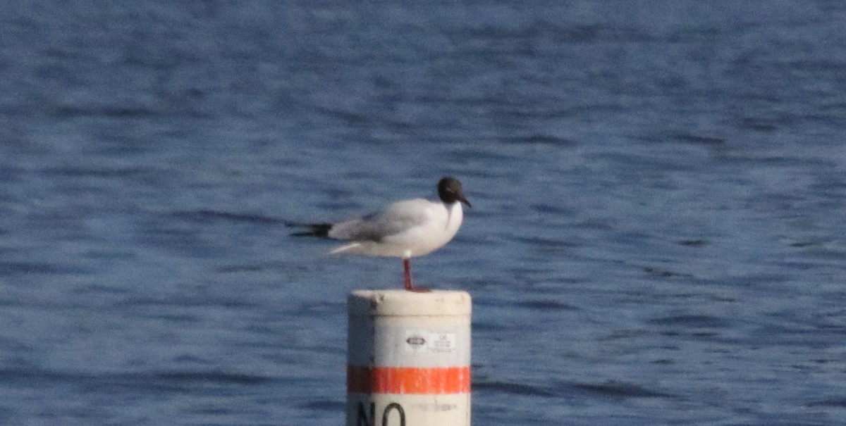 Black-headed Gull - ML316680831