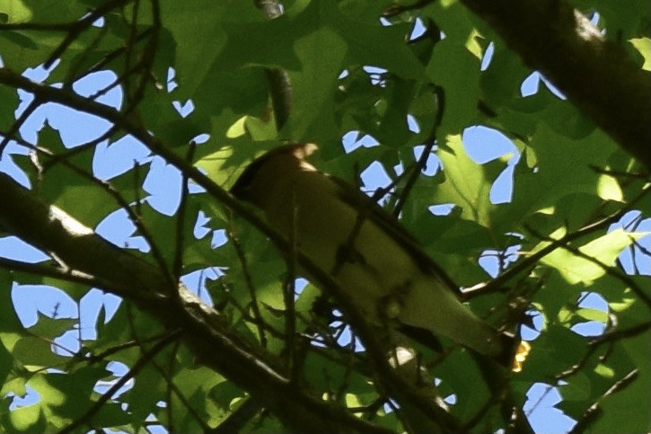 Cedar Waxwing - ML316681581