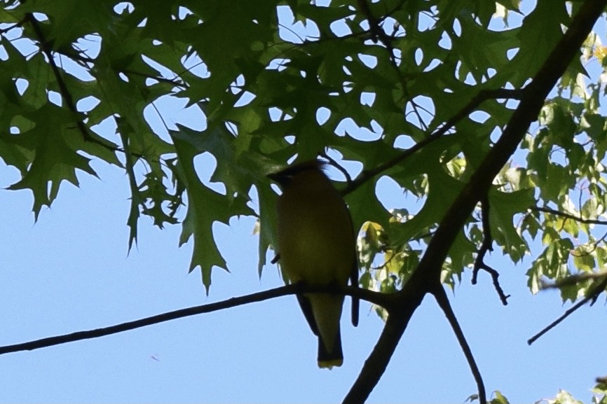 Cedar Waxwing - ML316681621