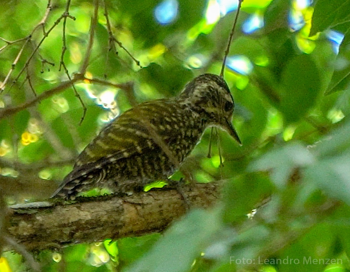 White-spotted Woodpecker - ML316681781