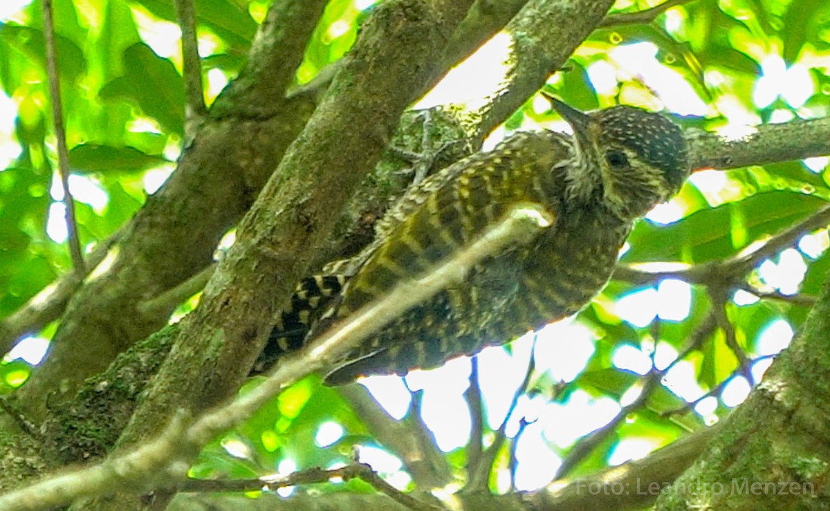 White-spotted Woodpecker - ML316681811