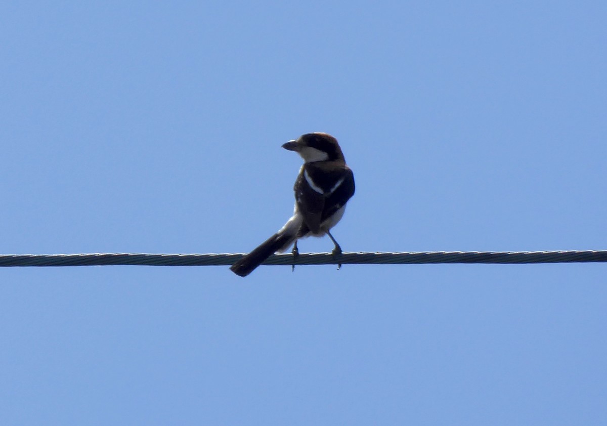 Woodchat Shrike - ML31668221