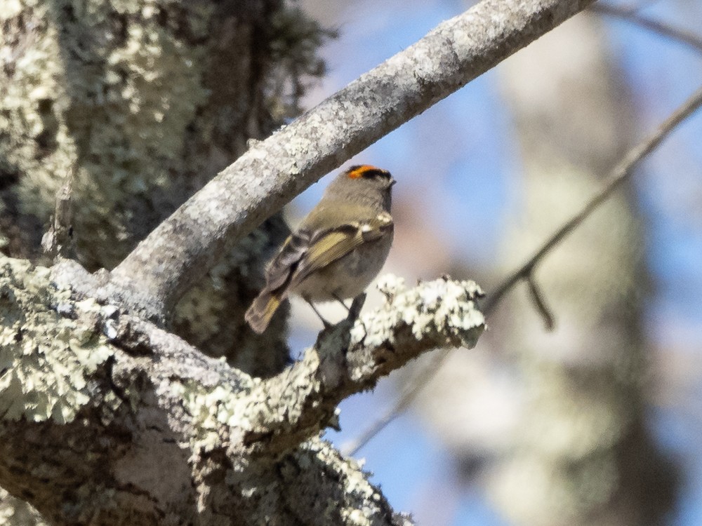 Golden-crowned Kinglet - ML316682861