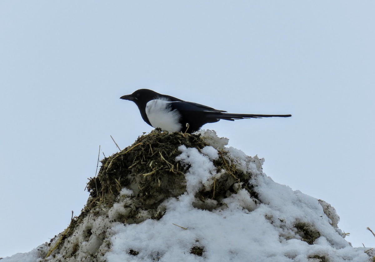 Mika iparramerikarra - ML316683491