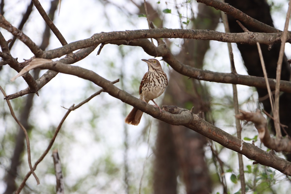 Brown Thrasher - ML316683551