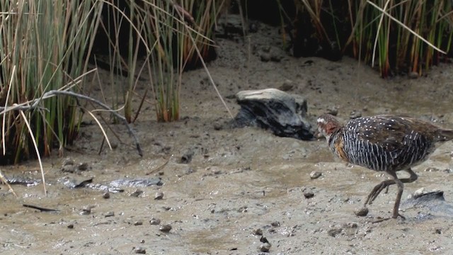 Buff-banded Rail - ML316683561