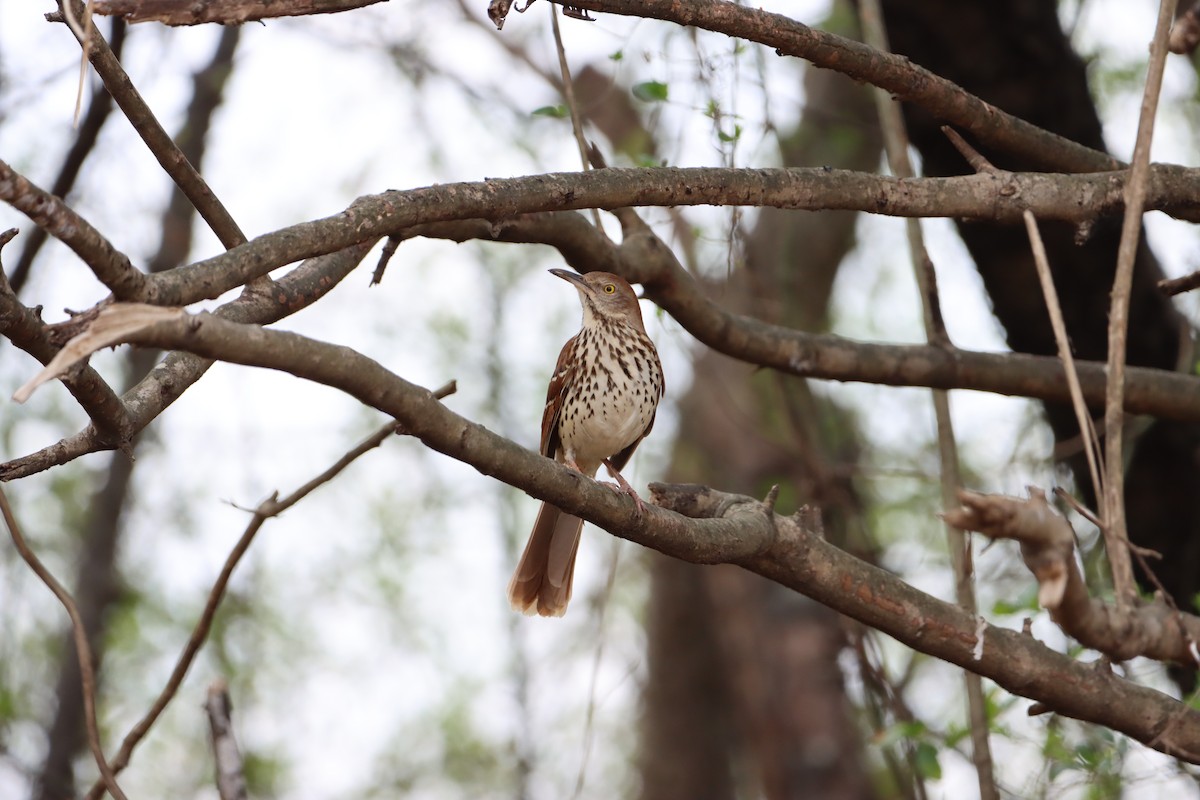 Brown Thrasher - ML316683671