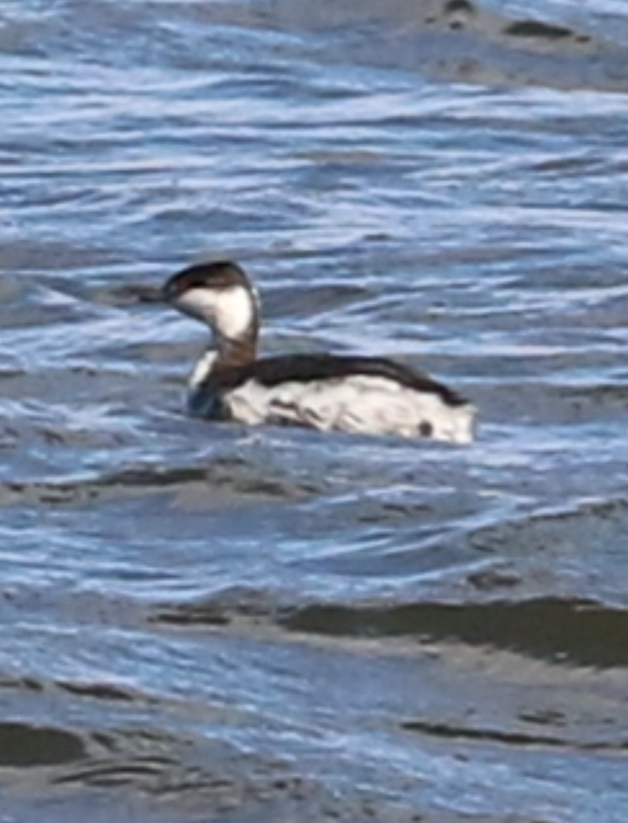 Horned Grebe - ML316683841