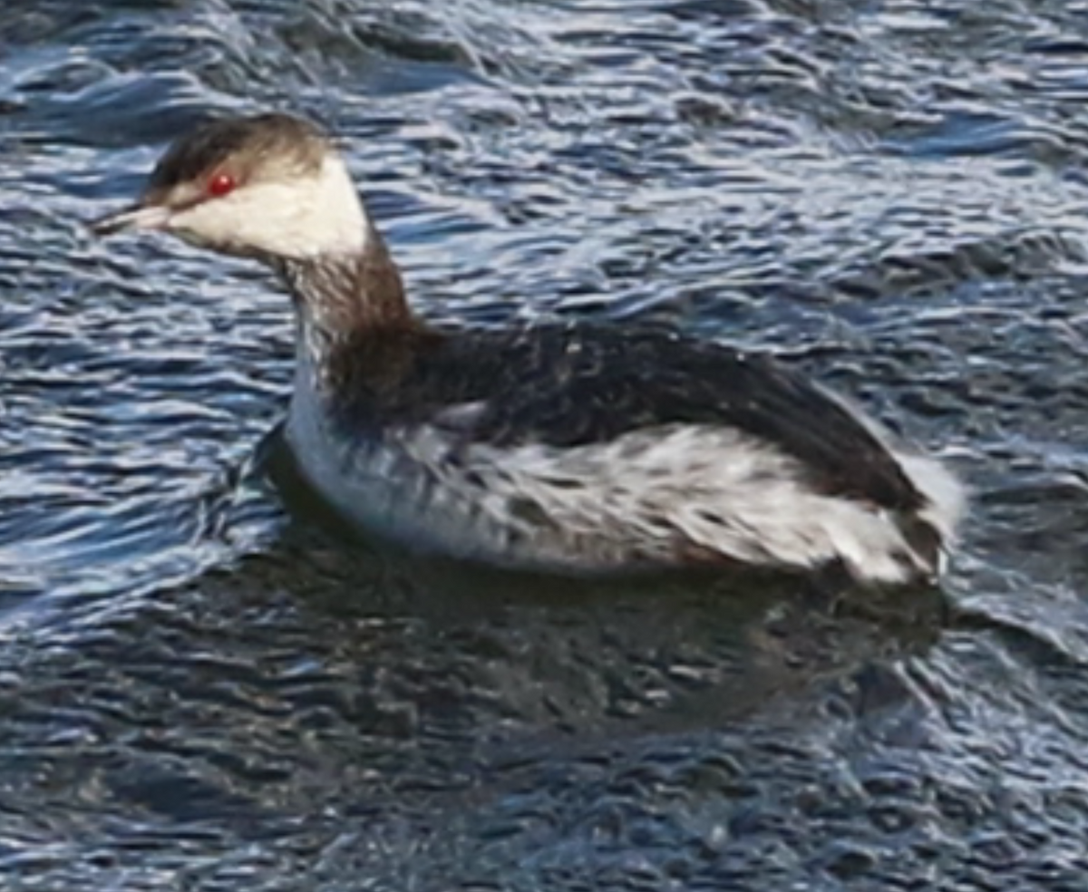 Kulaklı Batağan - ML316683891