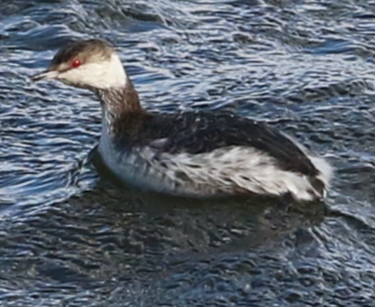 Horned Grebe - ML316683891