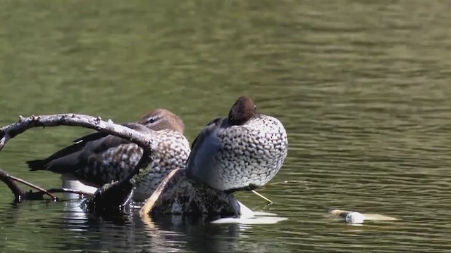 Canard à crinière - ML316686191