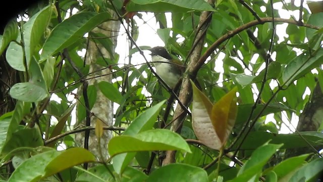 Black-headed Brushfinch - ML316687761