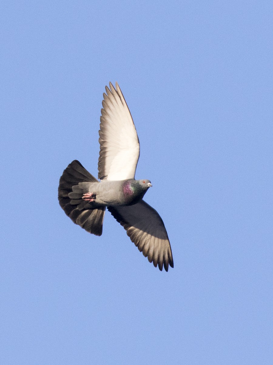 Rock Pigeon (Feral Pigeon) - Bob Martinka