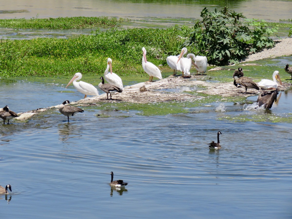 American White Pelican - ML316689881