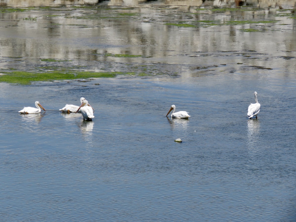 American White Pelican - ML316689891